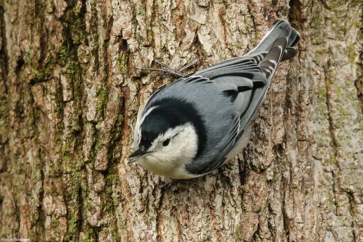 White-breasted Nuthatch - ML268111501
