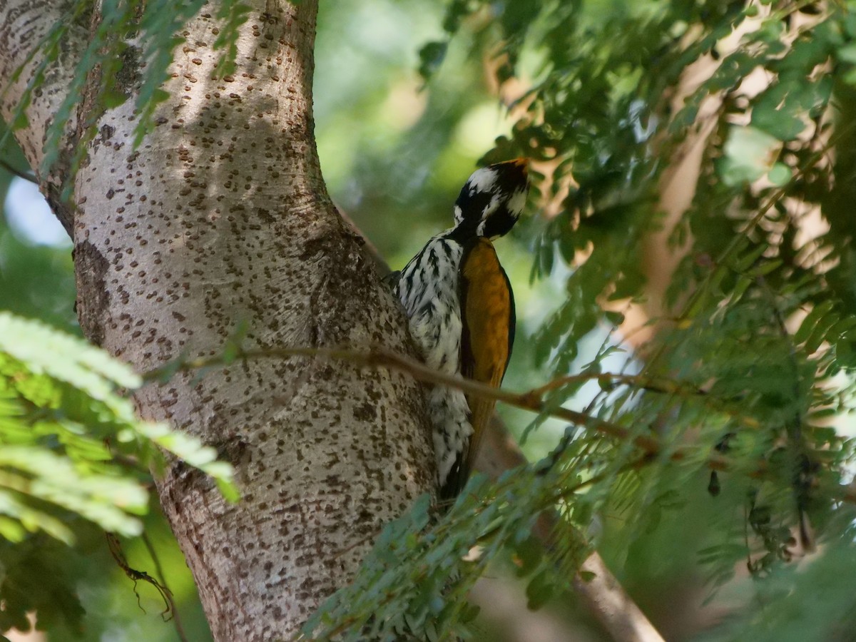 White-naped Woodpecker - ML268112071