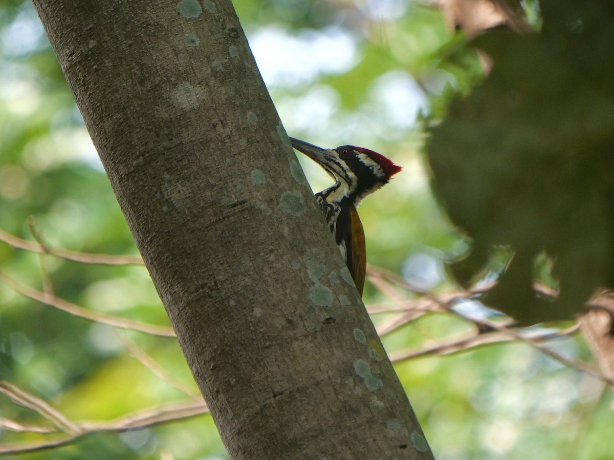 White-naped Woodpecker - ML268112321