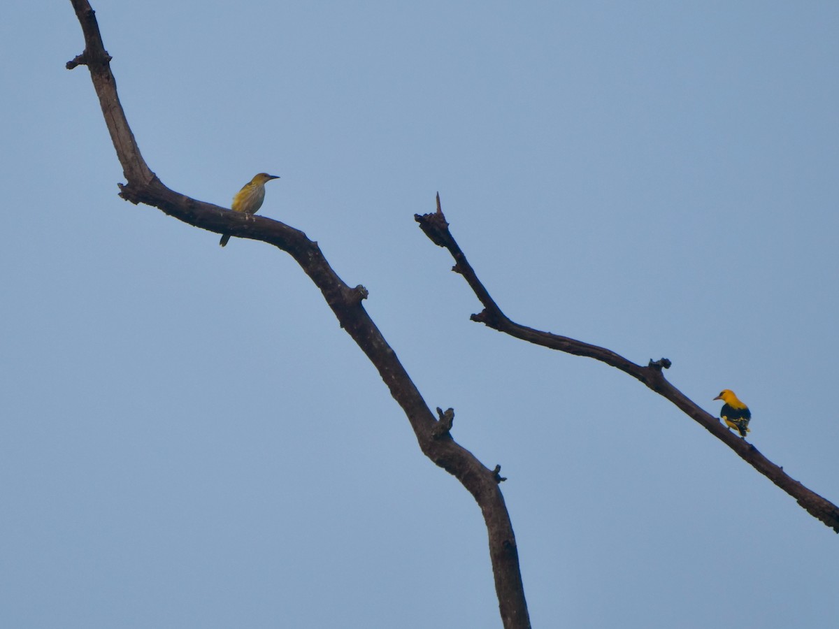 Indian Golden Oriole - ML268112931