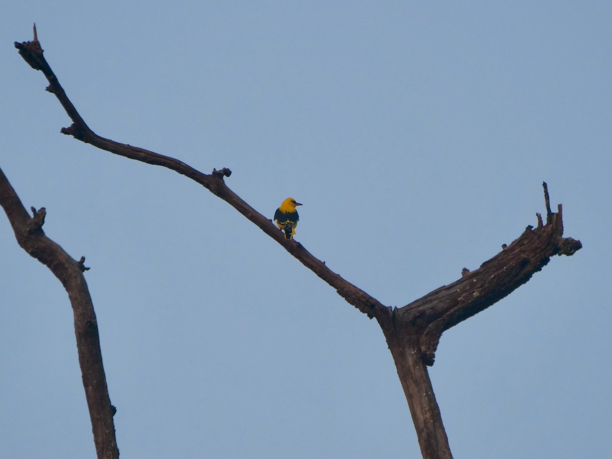 Indian Golden Oriole - ML268113001