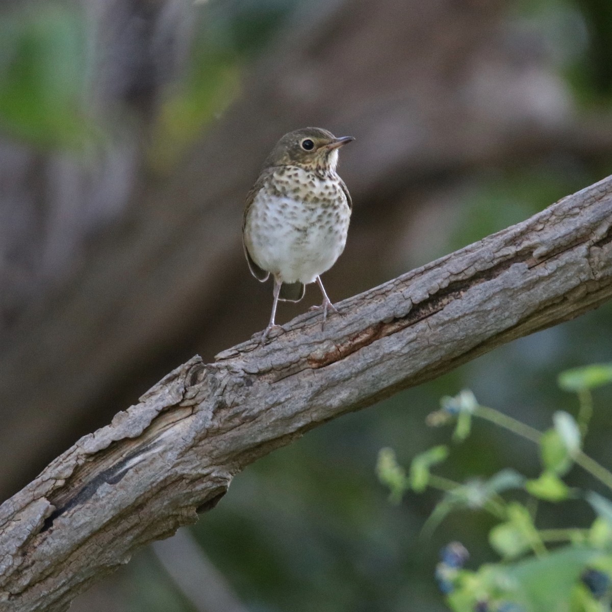 Swainson's Thrush - ML268114011