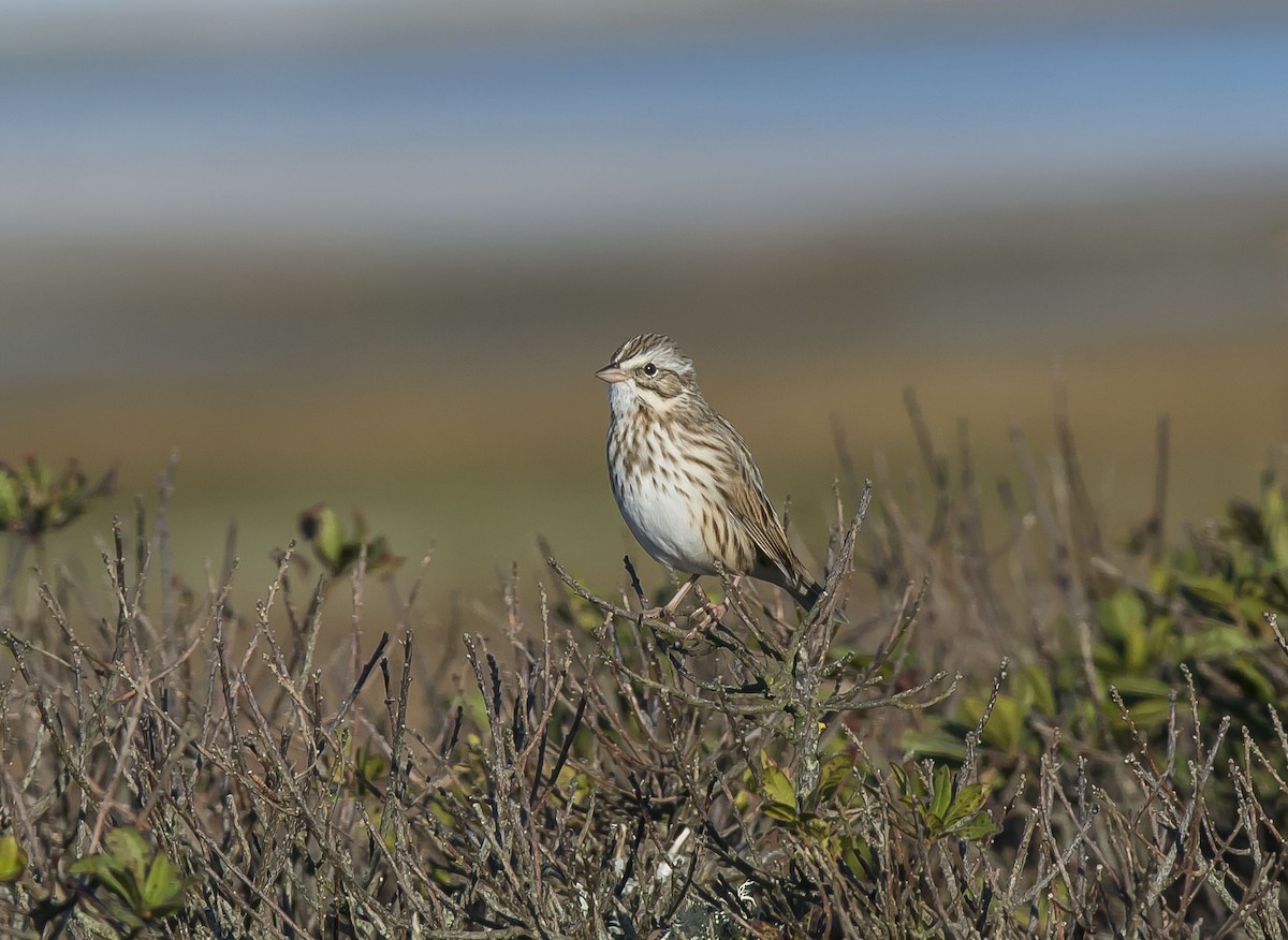 Savannah Sparrow (Ipswich) - ML268117881