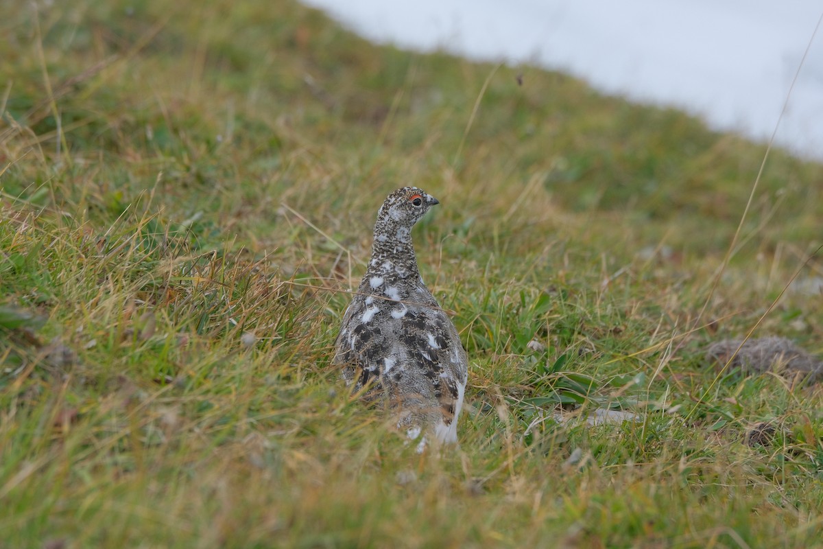 Rock Ptarmigan - Jan Maarten de Wit