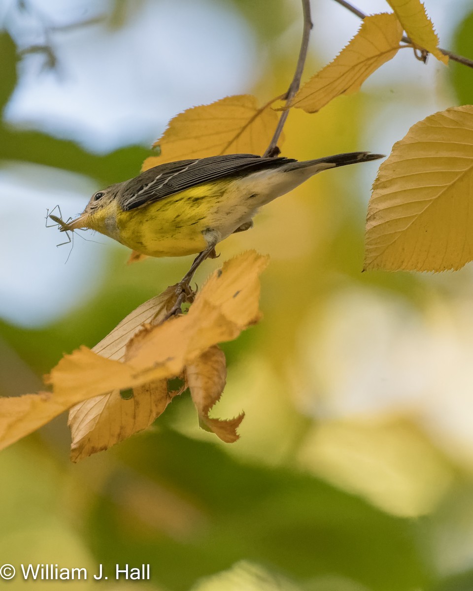 Magnolia Warbler - Bill Hall