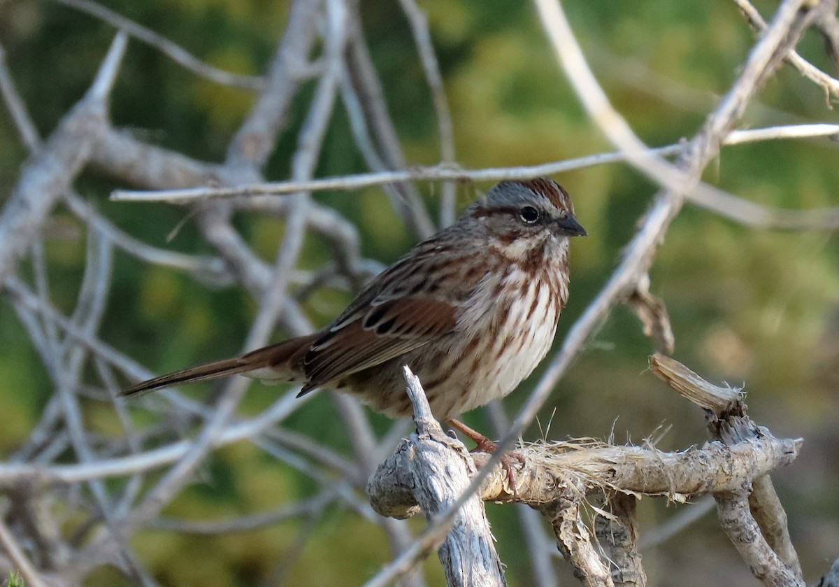 Song Sparrow - ML268120251