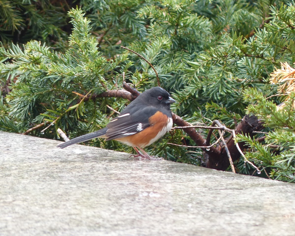 pipilo rudooký - ML26812071