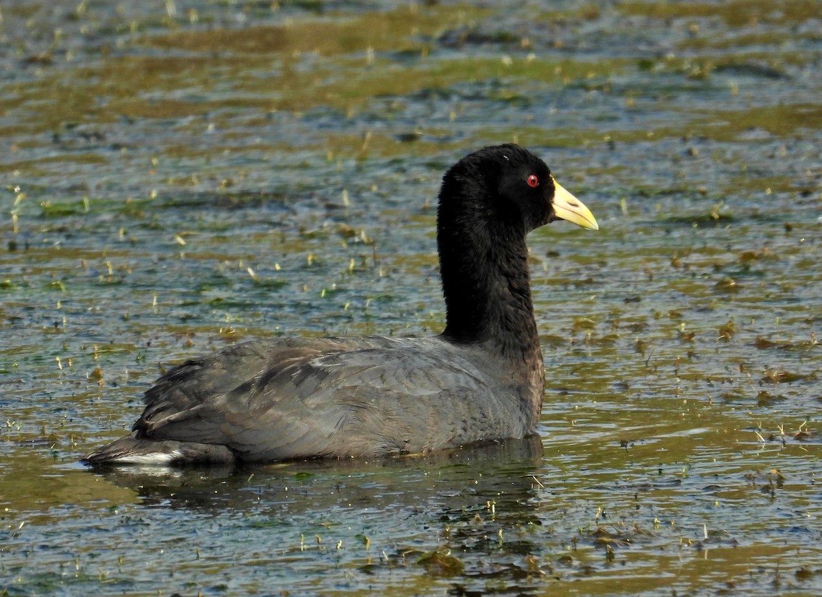 White-winged Coot - ML268121351