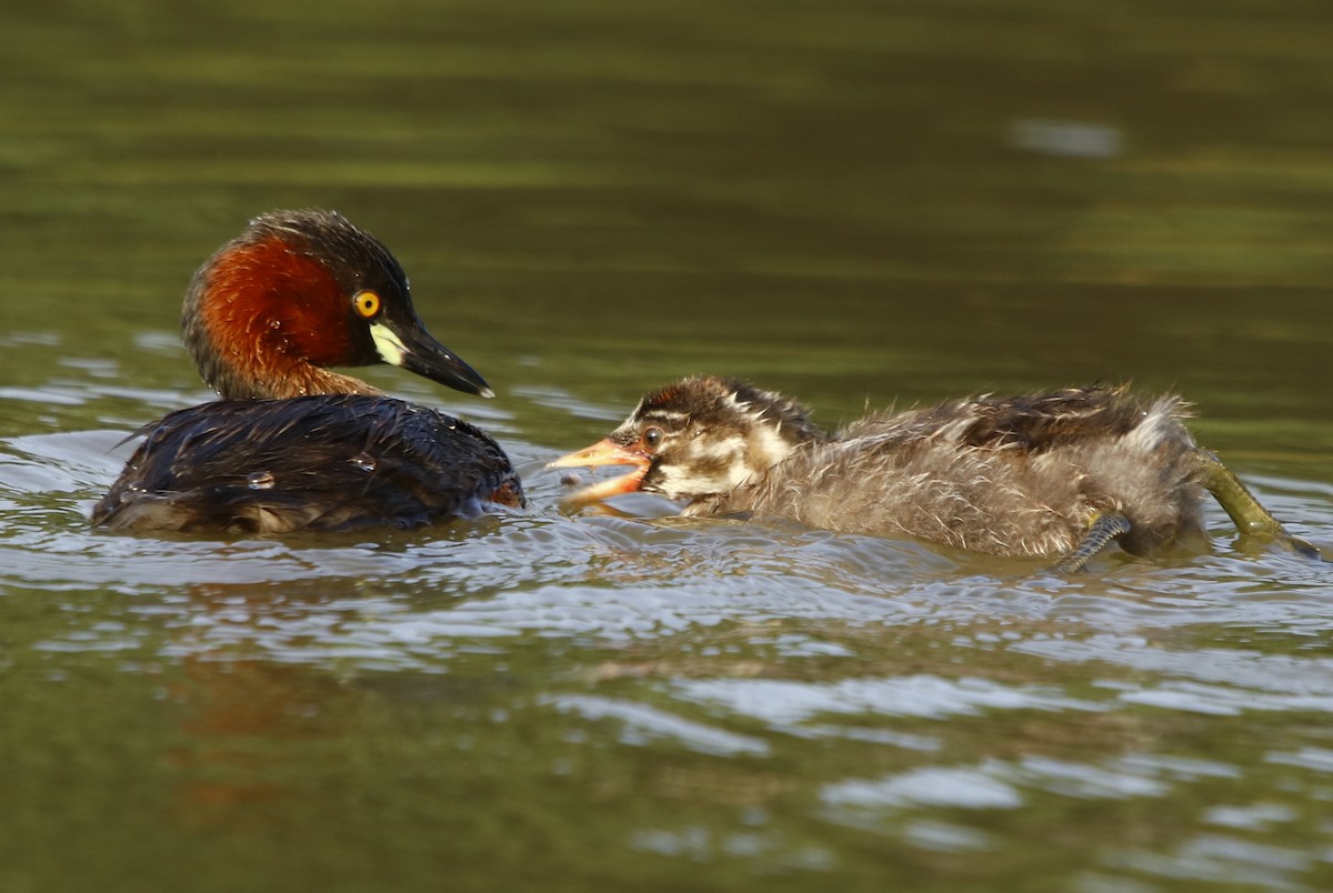 Little Grebe - ML268123581