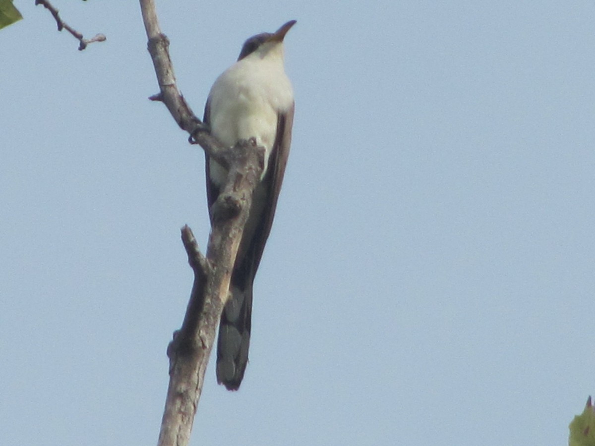 Yellow-billed Cuckoo - ML268124291