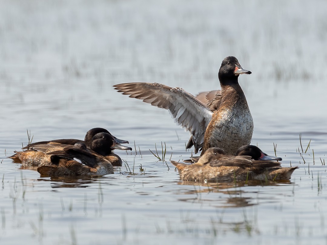 Black-headed Duck - Rodrigo Pacheco