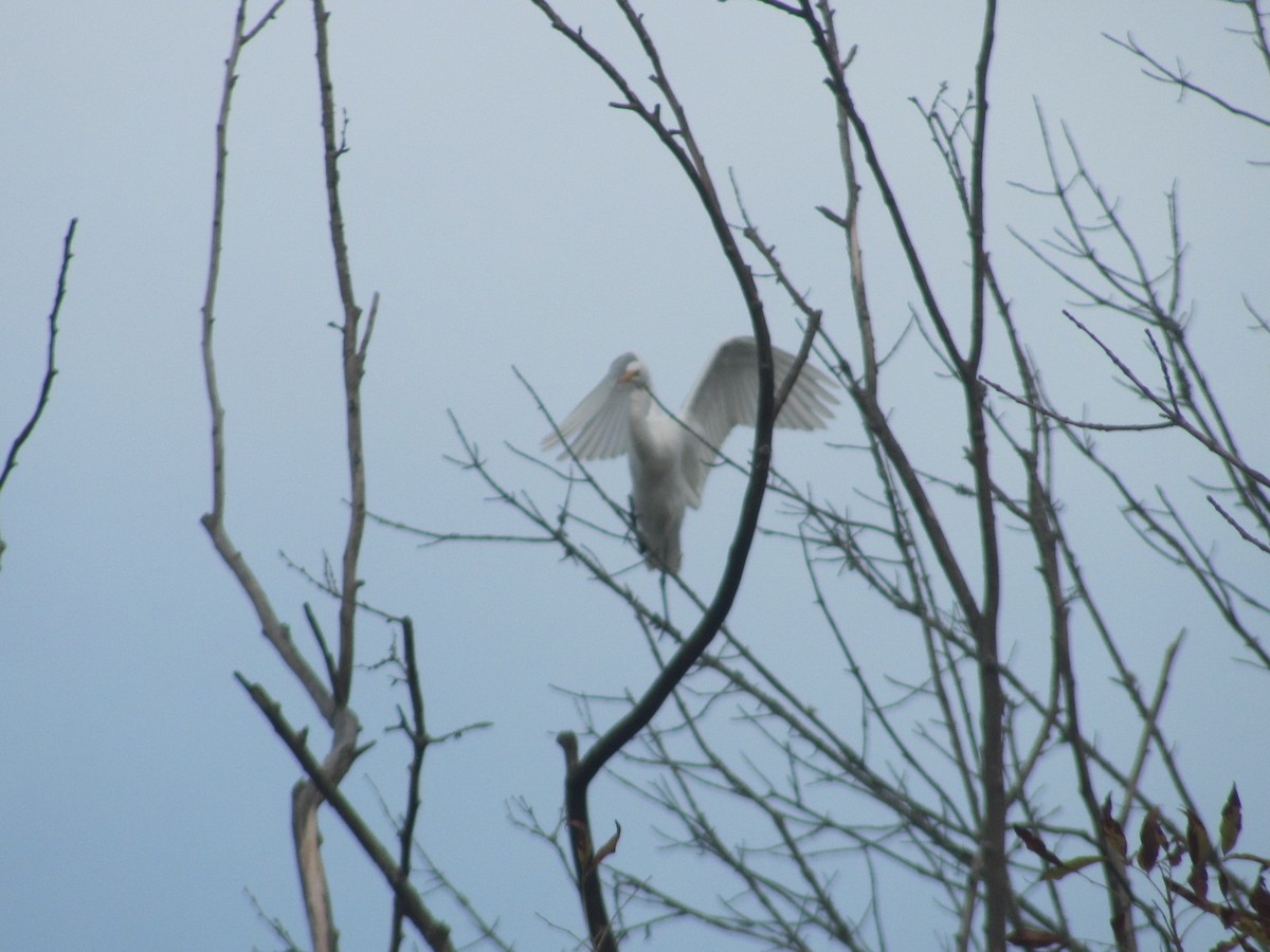 Great Egret - ML268124401