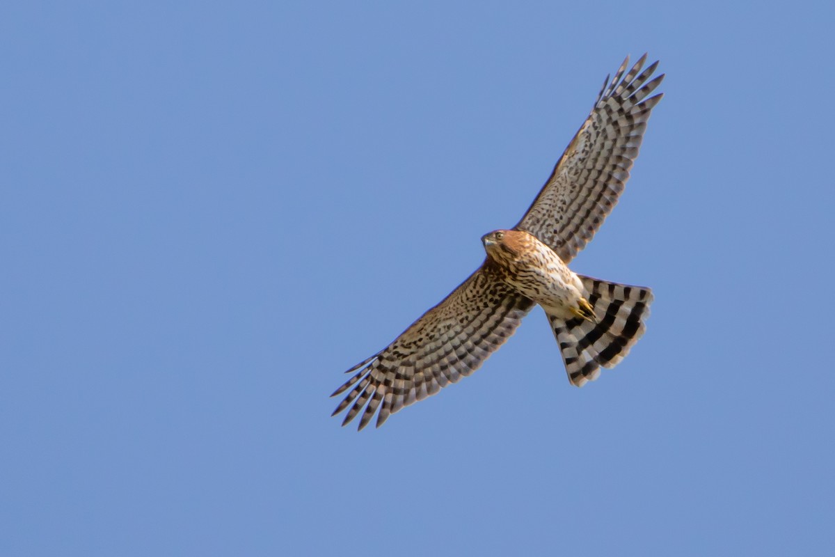 Cooper's Hawk - Matthew Plante