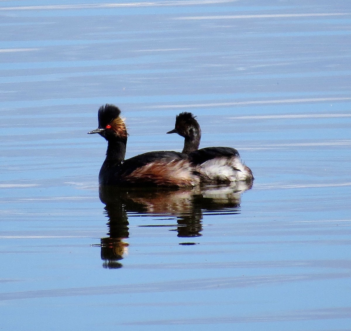 Eared Grebe - Rocki Adams