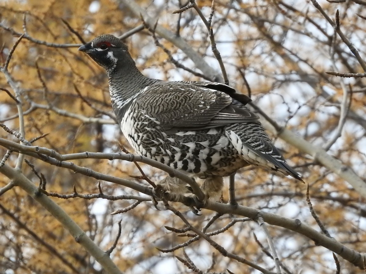 Spruce Grouse - ML268127931