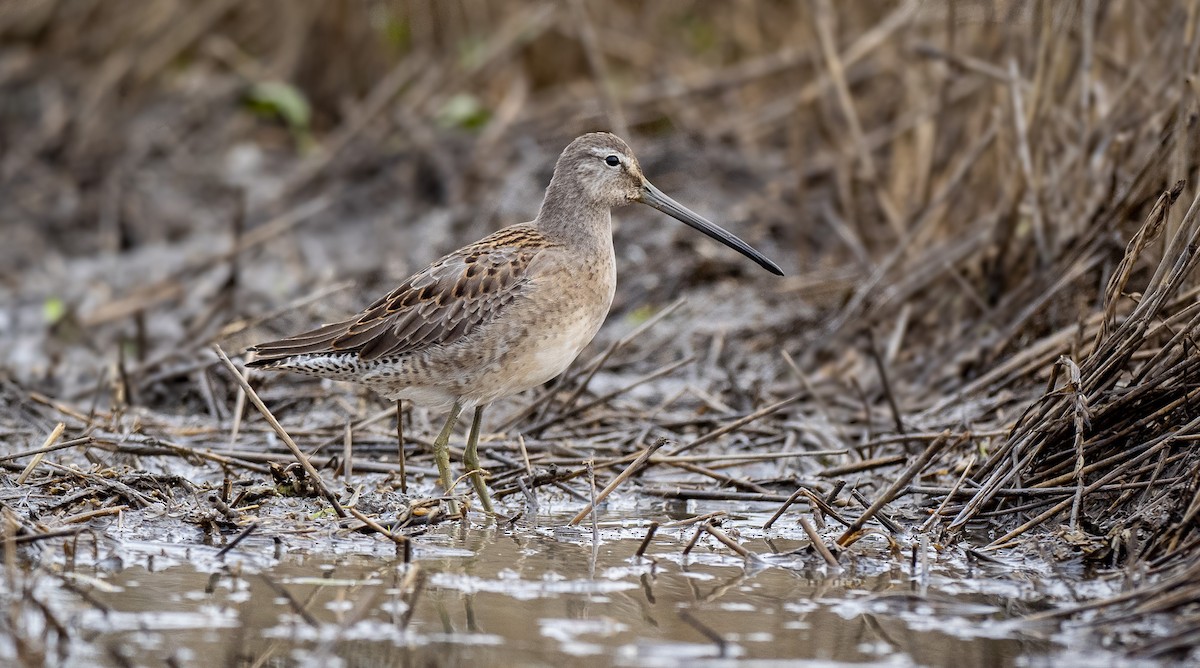 Long-billed Dowitcher - ML268128141