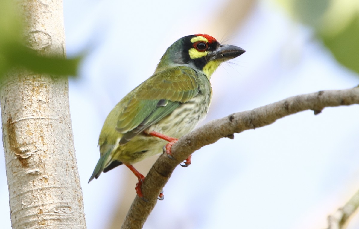 barbet zvučnohlasý - ML268128701