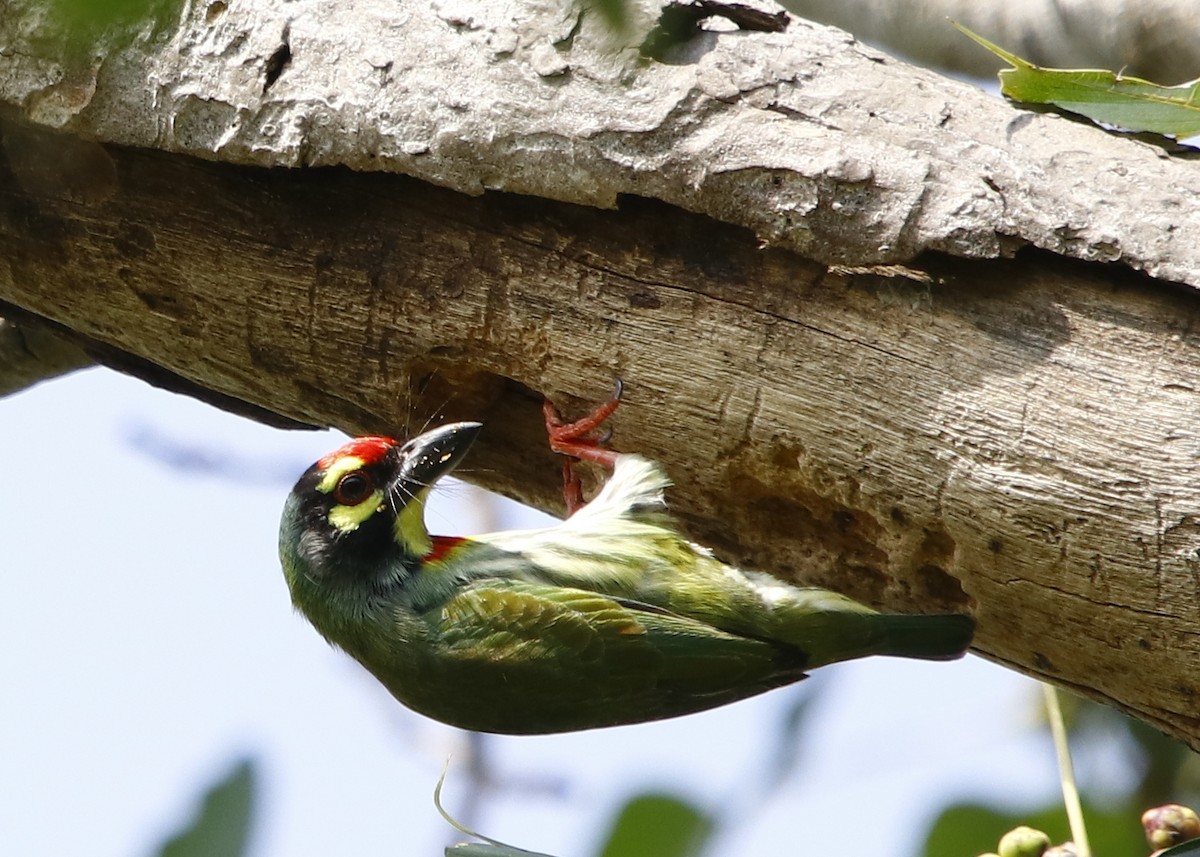 barbet zvučnohlasý - ML268128711