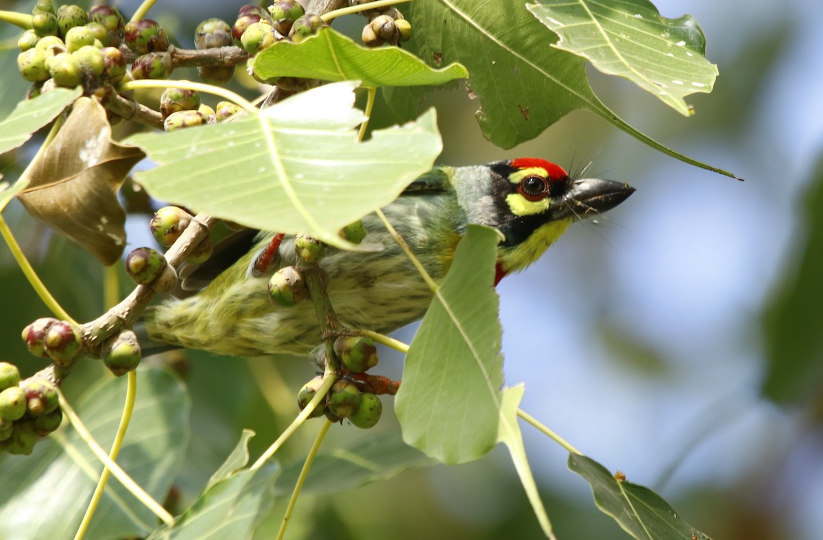 barbet zvučnohlasý - ML268128751