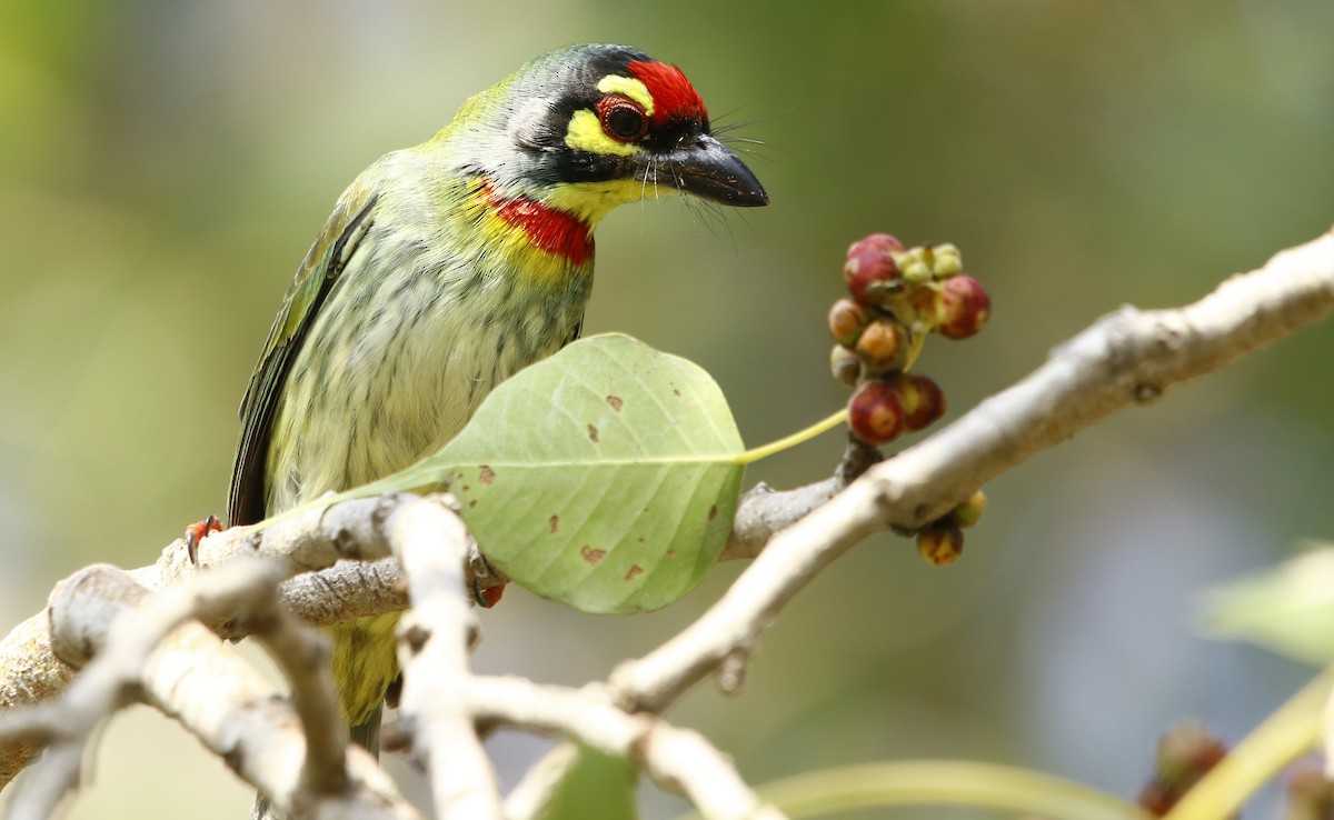 barbet zvučnohlasý - ML268128791