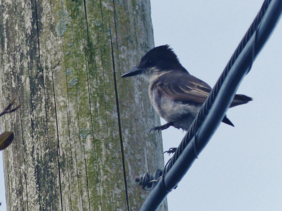 Loggerhead Kingbird - ML268130781