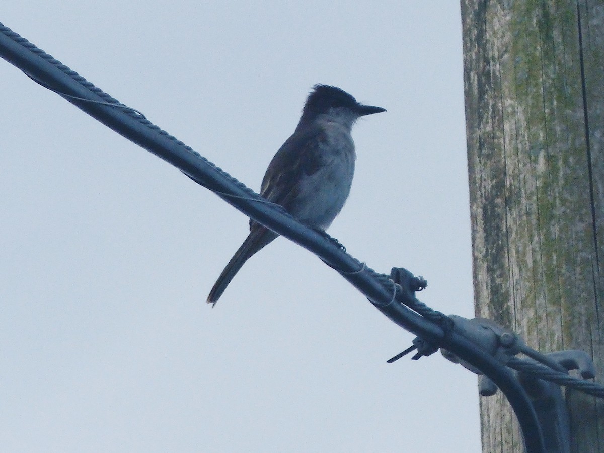 Loggerhead Kingbird - ML268131191