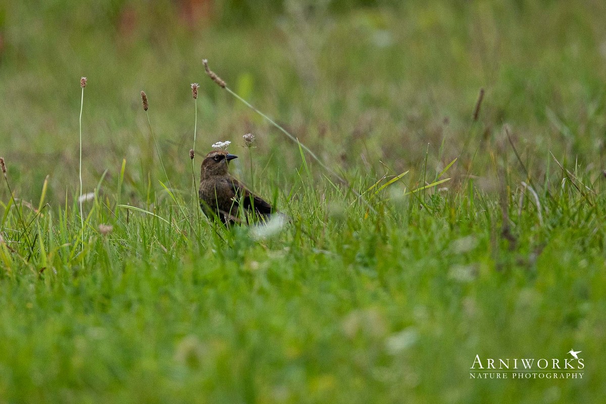 Rusty Blackbird - ML268131501