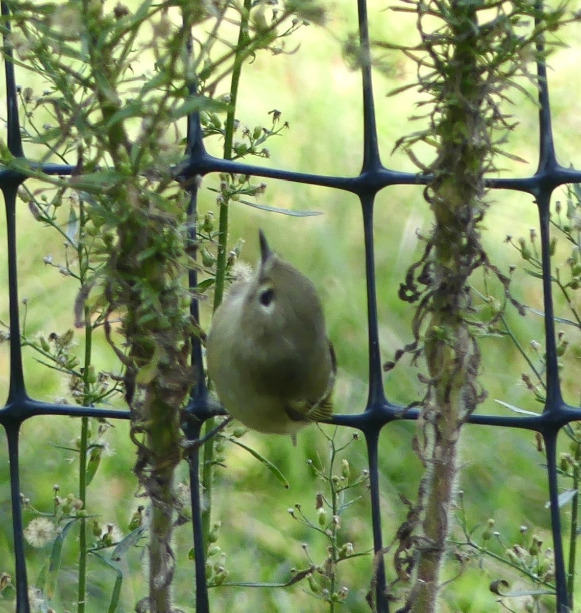 Ruby-crowned Kinglet - Russell Taylor