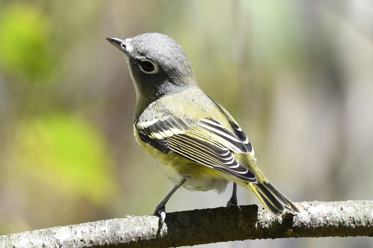 Blue-headed Vireo - Tim Metcalf