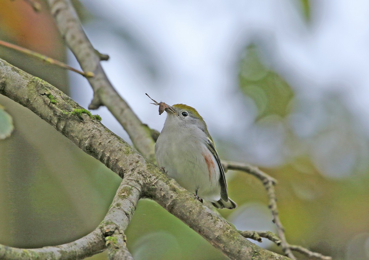 Chestnut-sided Warbler - ML268133691