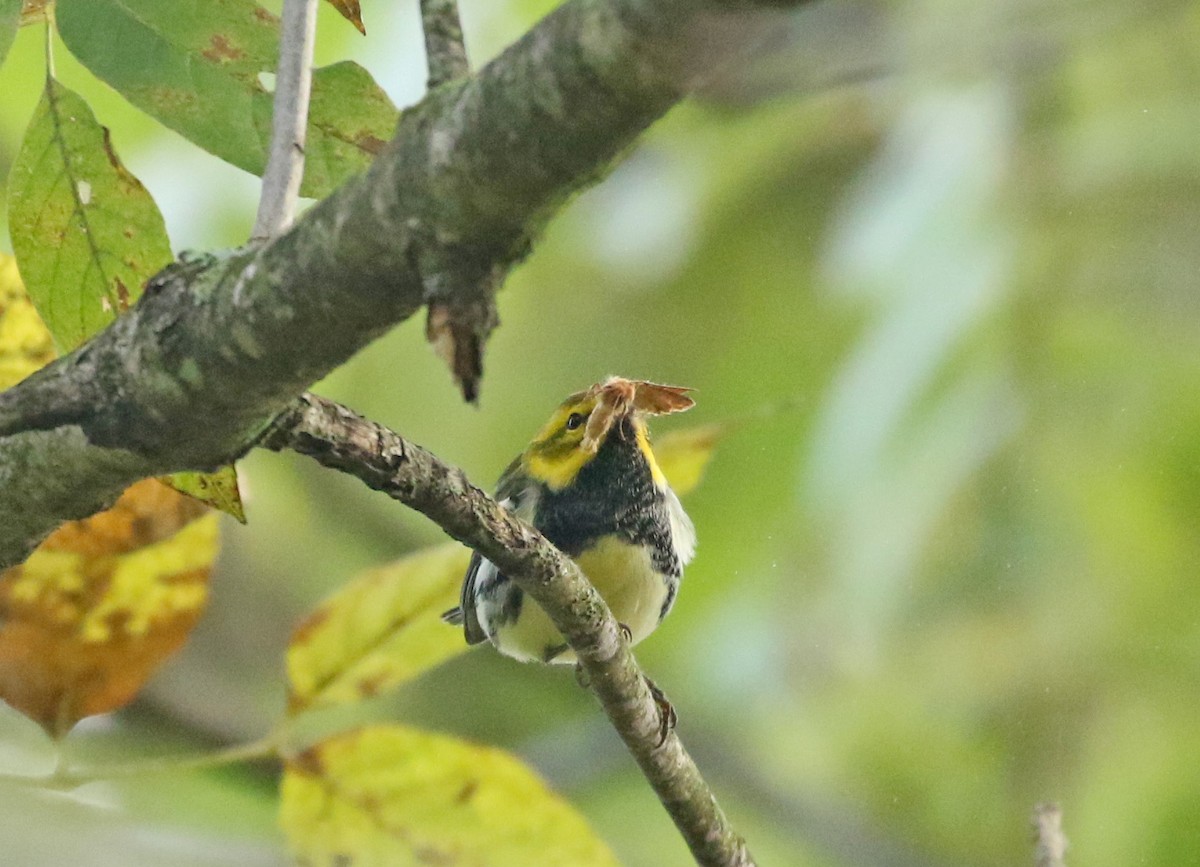 Black-throated Green Warbler - ML268134231