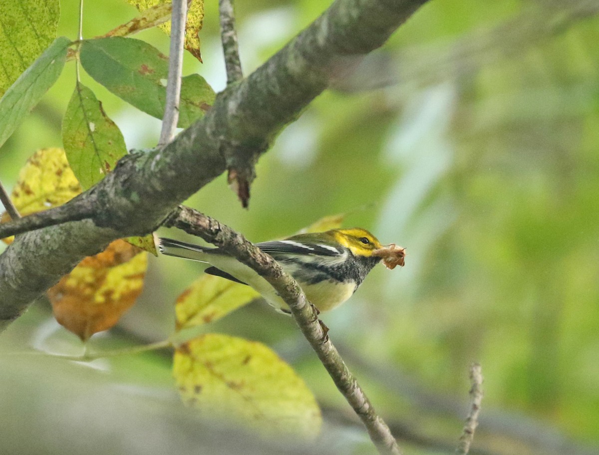 Black-throated Green Warbler - ML268134241