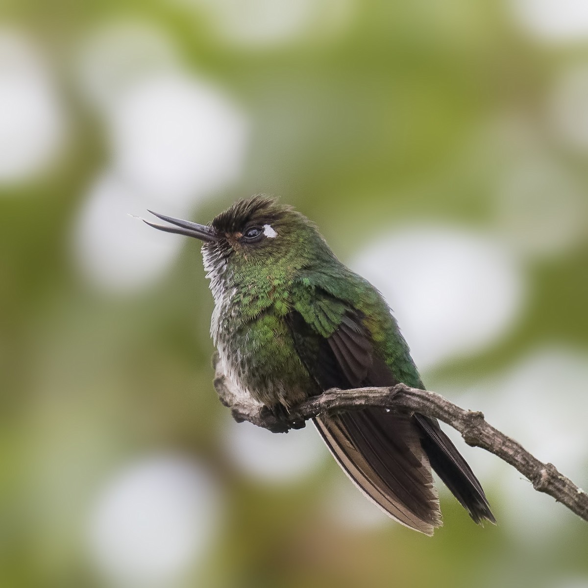 kolibřík ostrozobý - ML26813571