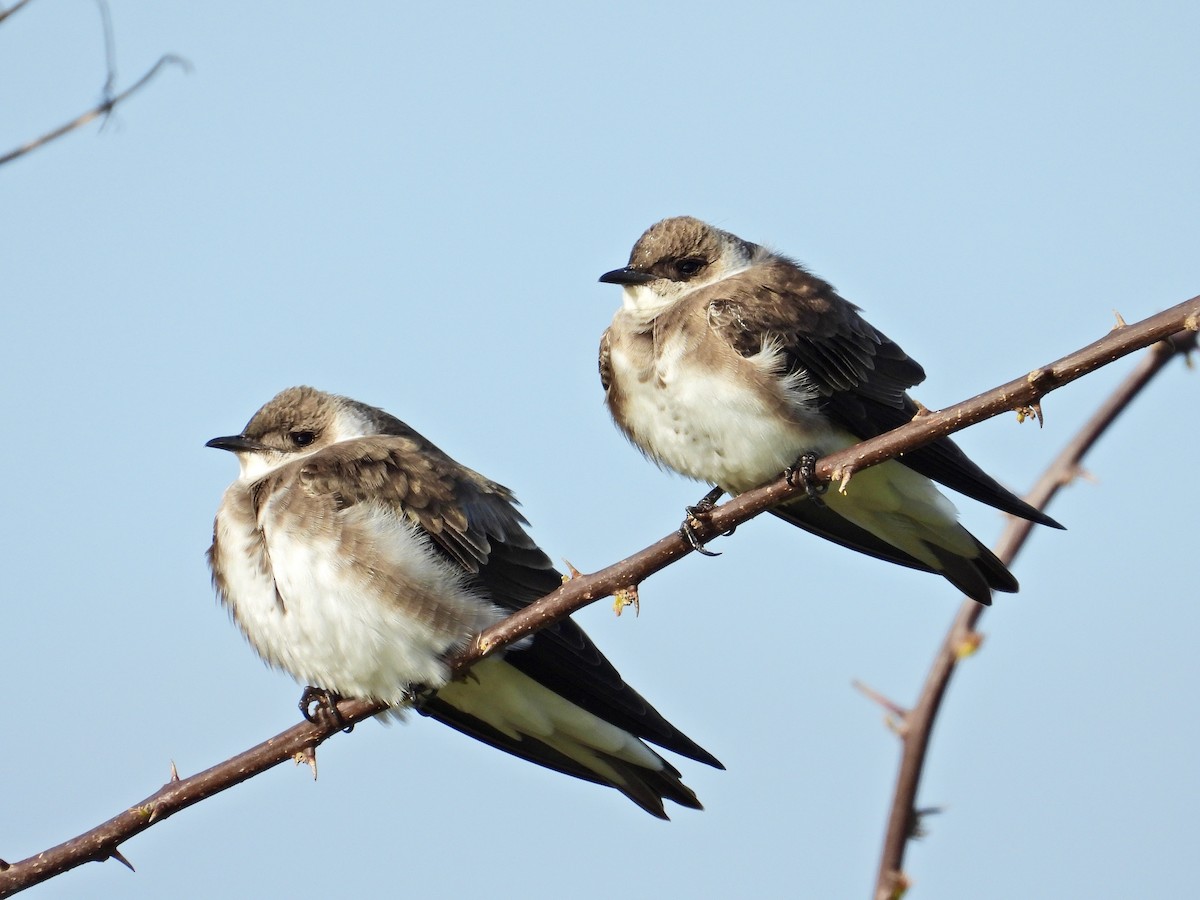 Brown-chested Martin - ML268137351