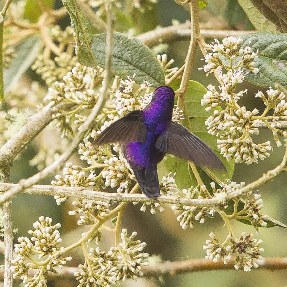 Purple-backed Thornbill - Peter Hawrylyshyn