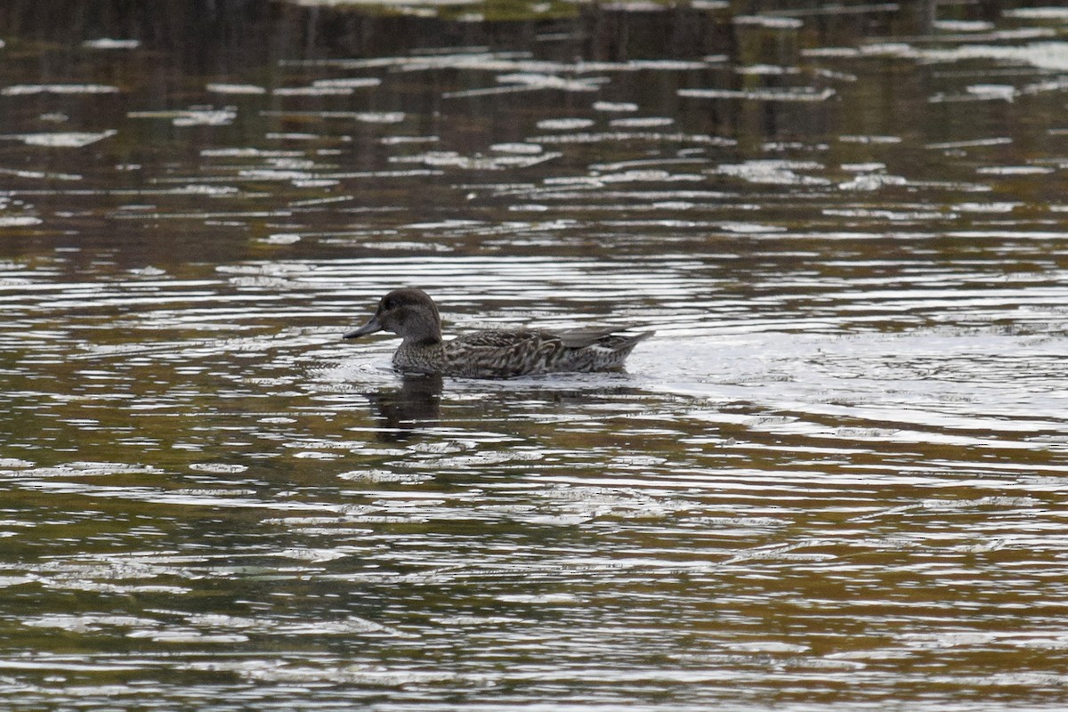 Green-winged Teal - ML268138401