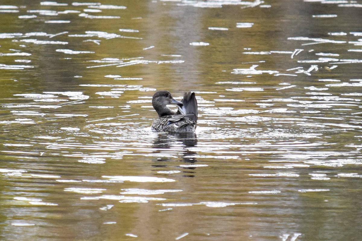 Green-winged Teal - Chantale Vincelette