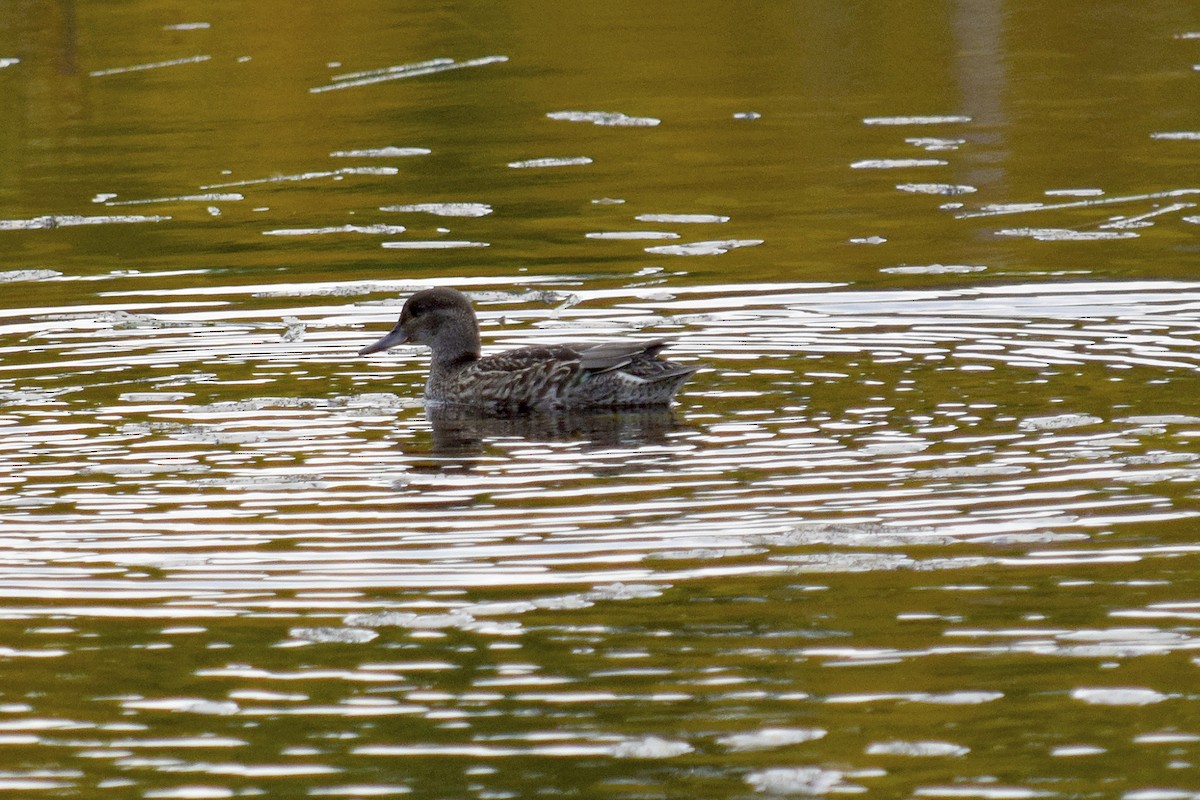 Green-winged Teal - ML268138441