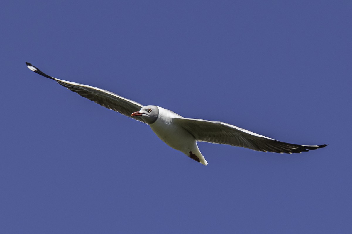 Gray-hooded Gull - Amed Hernández