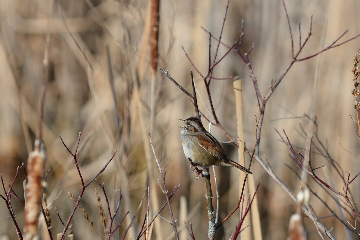 Swamp Sparrow - ML26814061