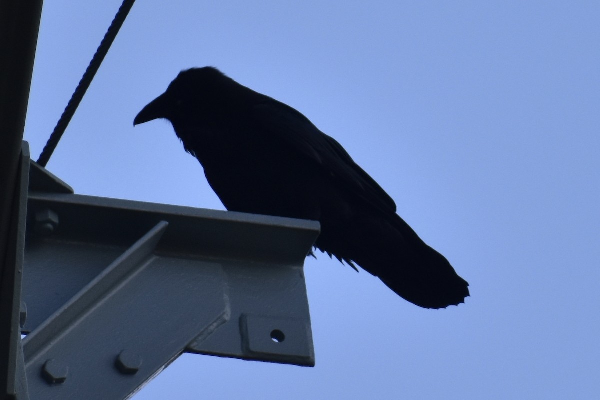 Common Raven - ML268140691