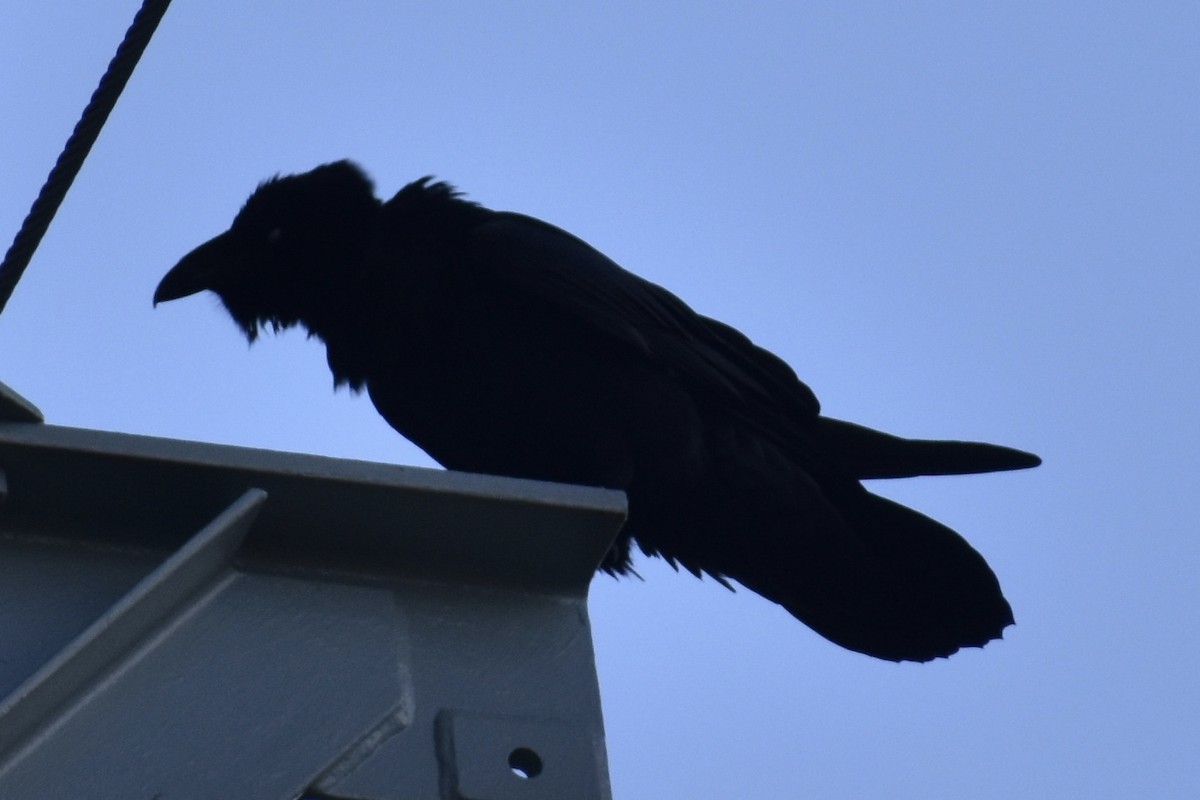 Common Raven - ML268140711