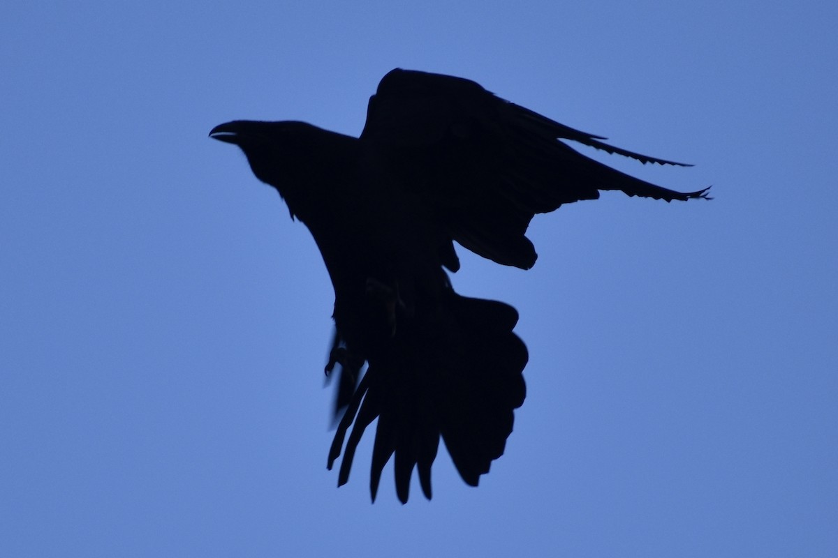 Common Raven - ML268140721