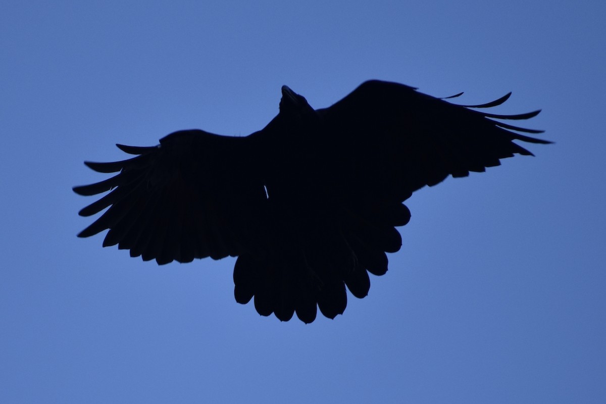 Common Raven - ML268140801