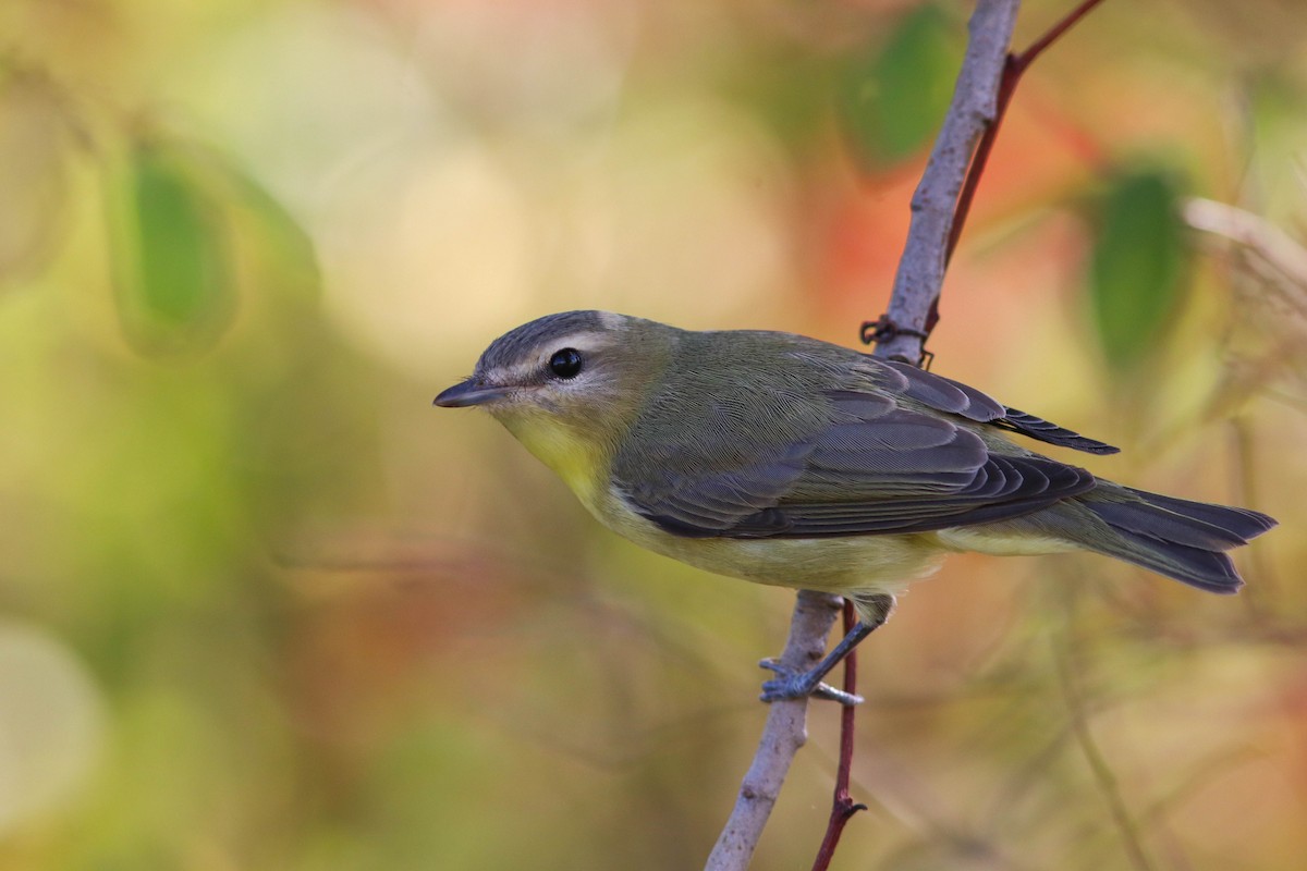 Philadelphia Vireo - Joseph Bourget