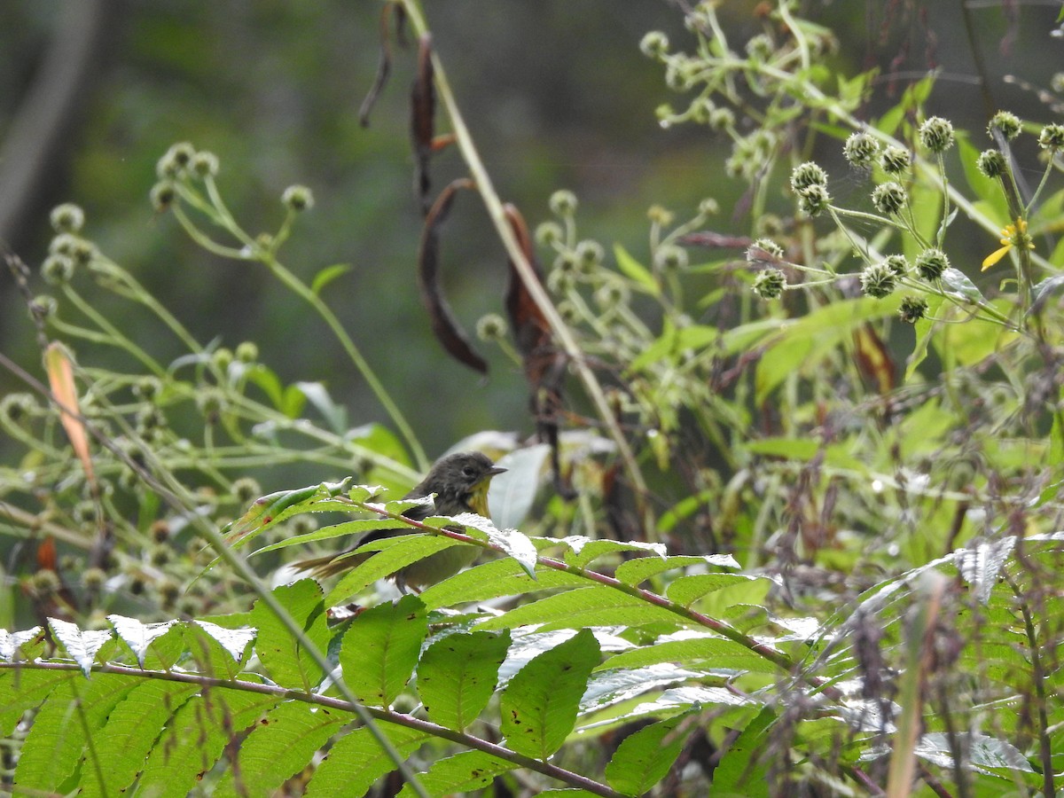 Common Yellowthroat - ML268142121