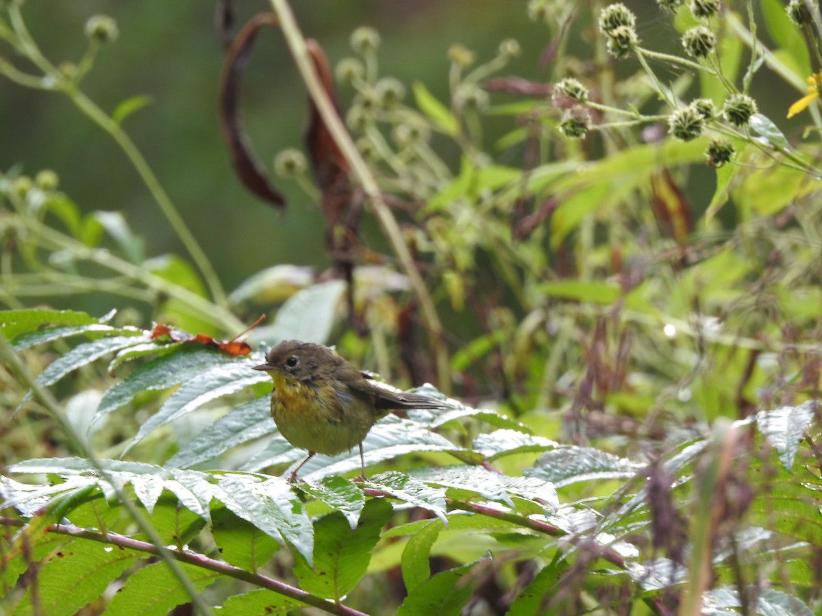 Common Yellowthroat - ML268142131