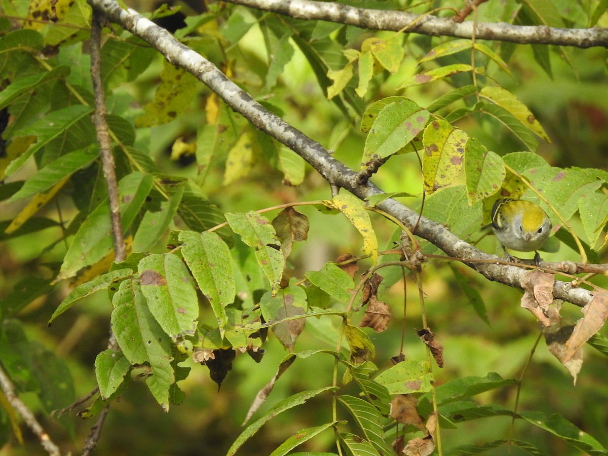 Chestnut-sided Warbler - ML268142461