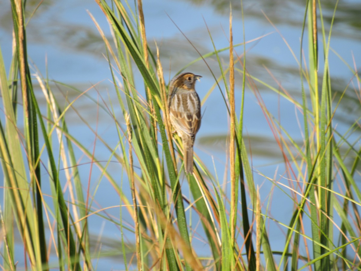 Багновець блідий - ML268143691
