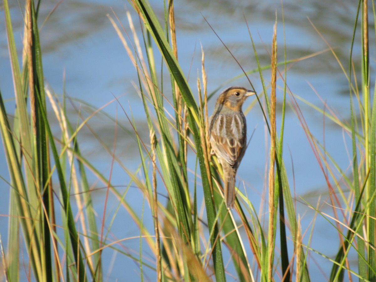 Багновець блідий - ML268143741